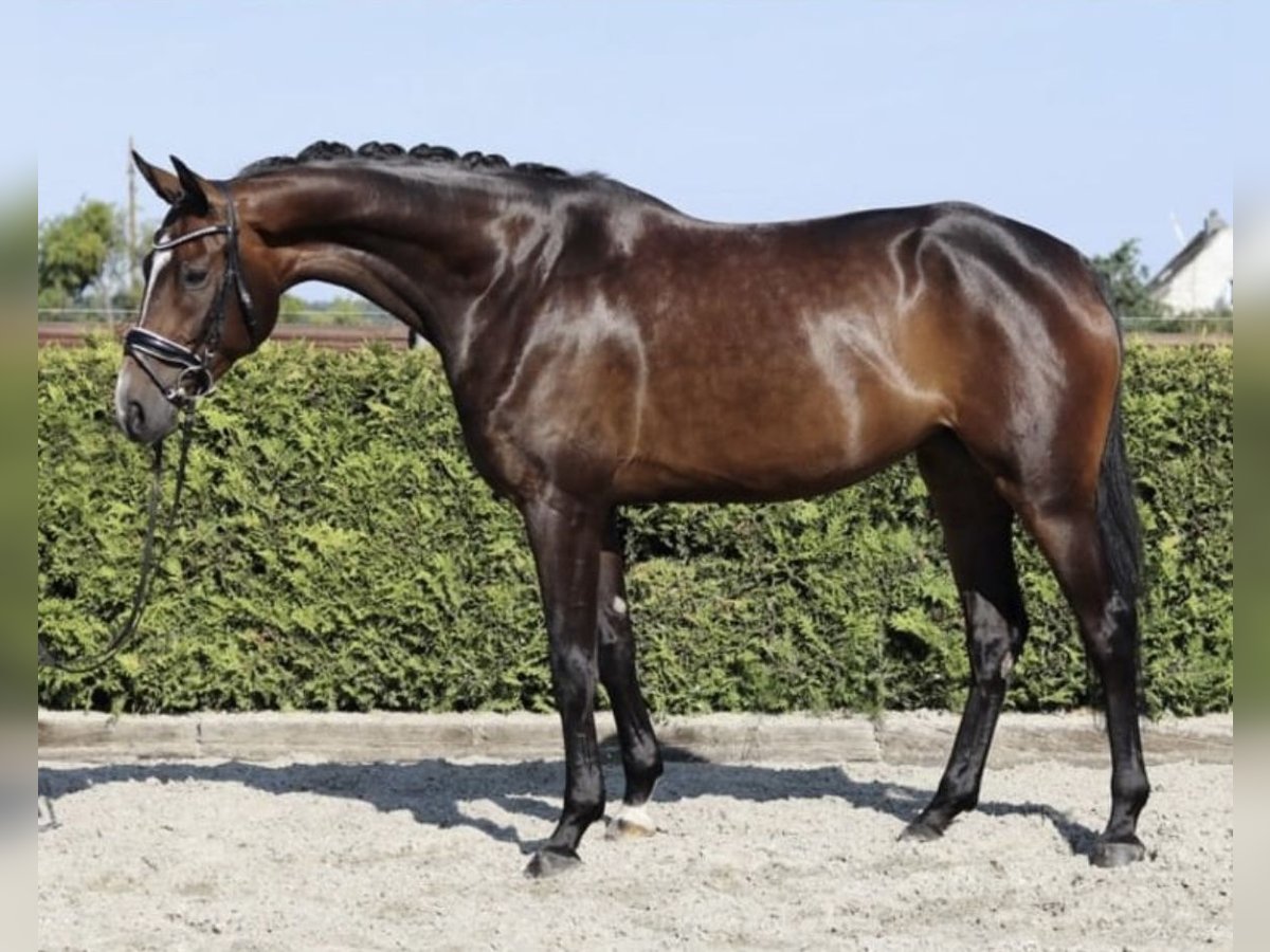 Hanoverian Mare 5 years 16,2 hh Brown in Z&#xF6;rbig