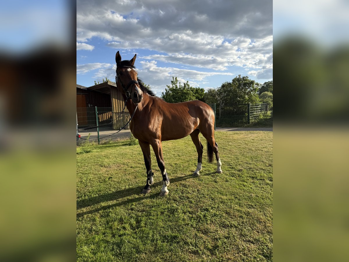 Hanoverian Mare 5 years 16,2 hh Brown in Hassel