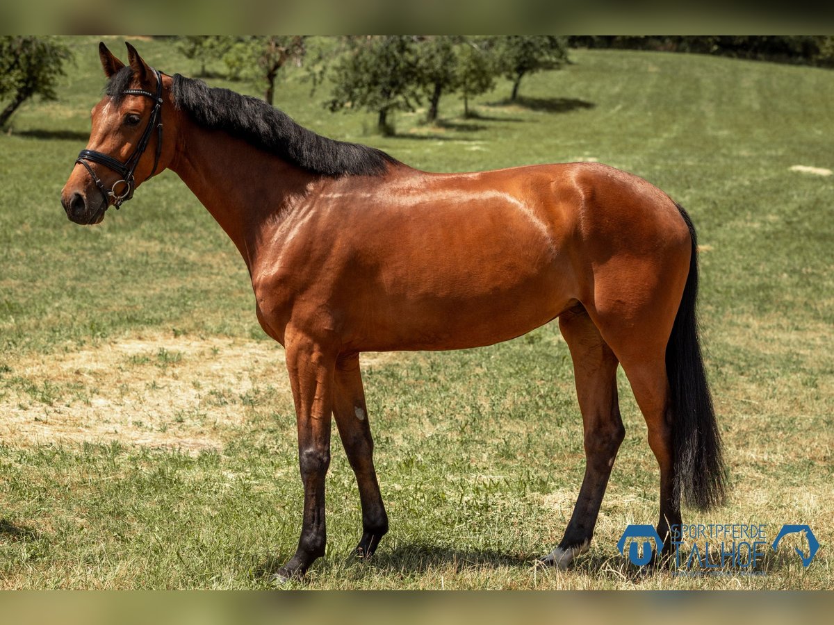 Hanoverian Mare 5 years 16,2 hh Brown in Korntal-M&#xFC;nchingen