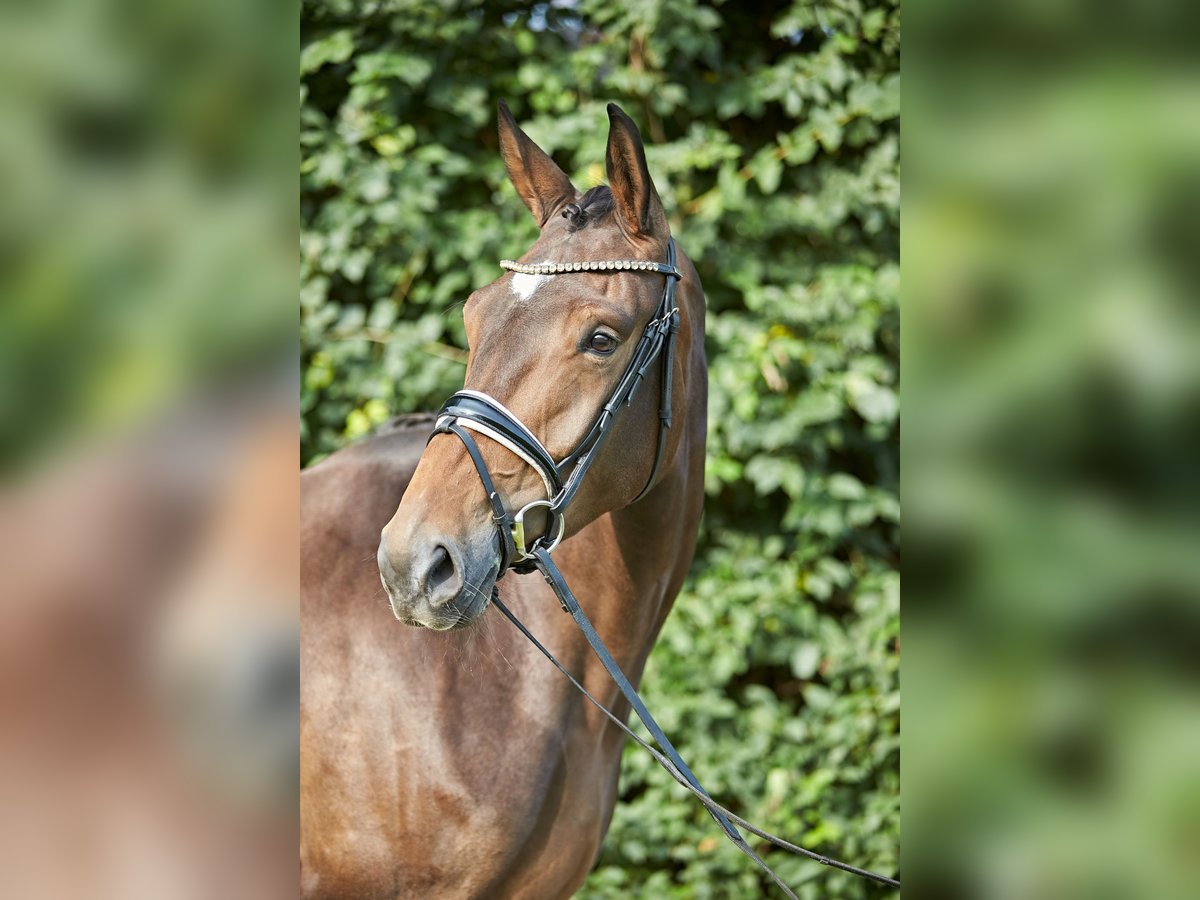 Hanoverian Mare 5 years 16,2 hh Brown in Verden (Aller)