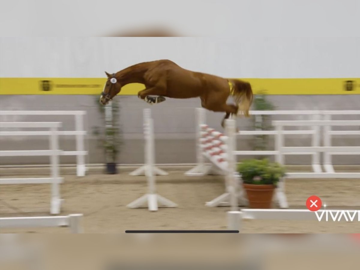 Hanoverian Mare 5 years 16,2 hh Chestnut-Red in Bopfingen