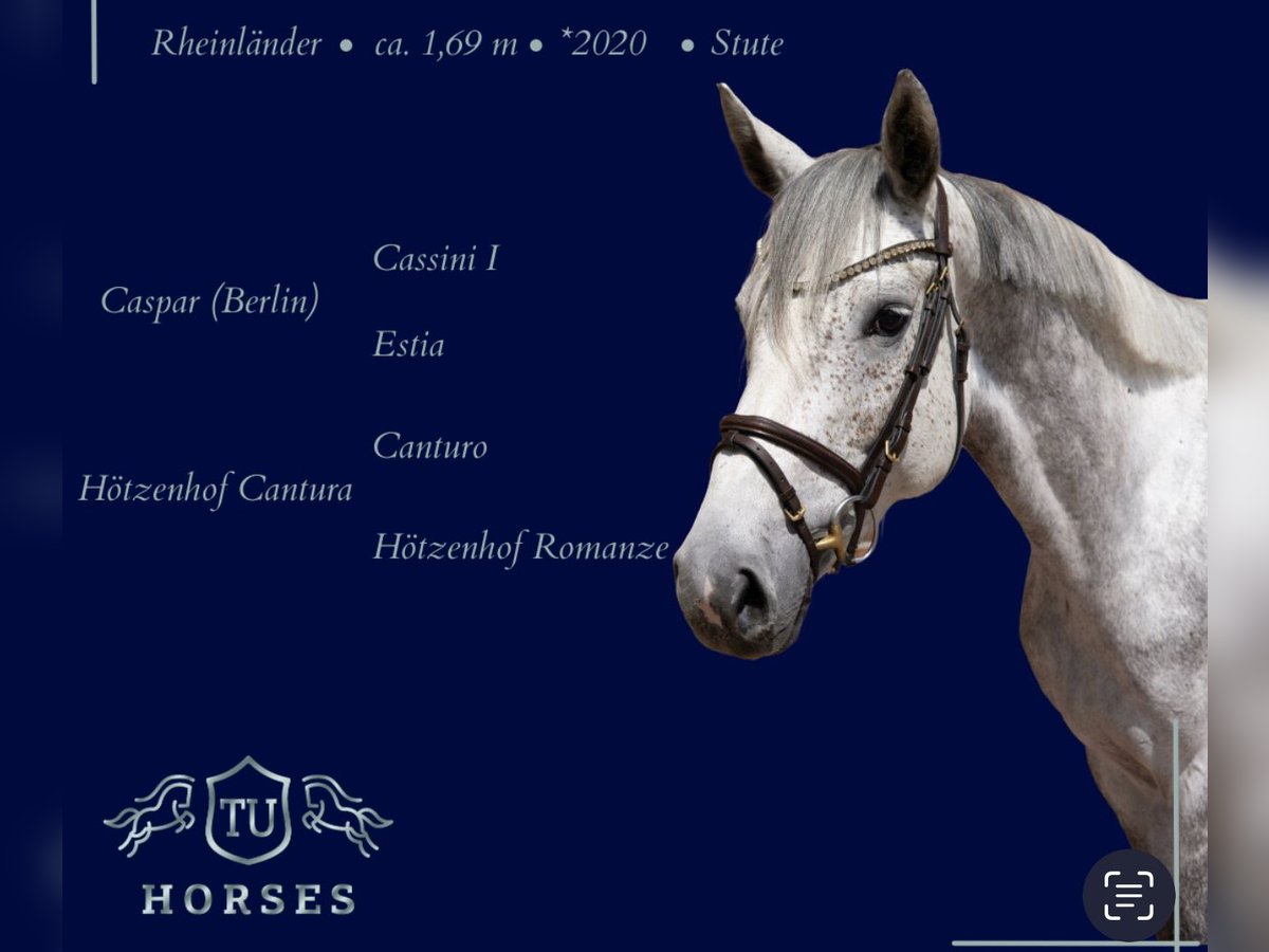 Hanoverian Mare 5 years 16,2 hh in Uedem