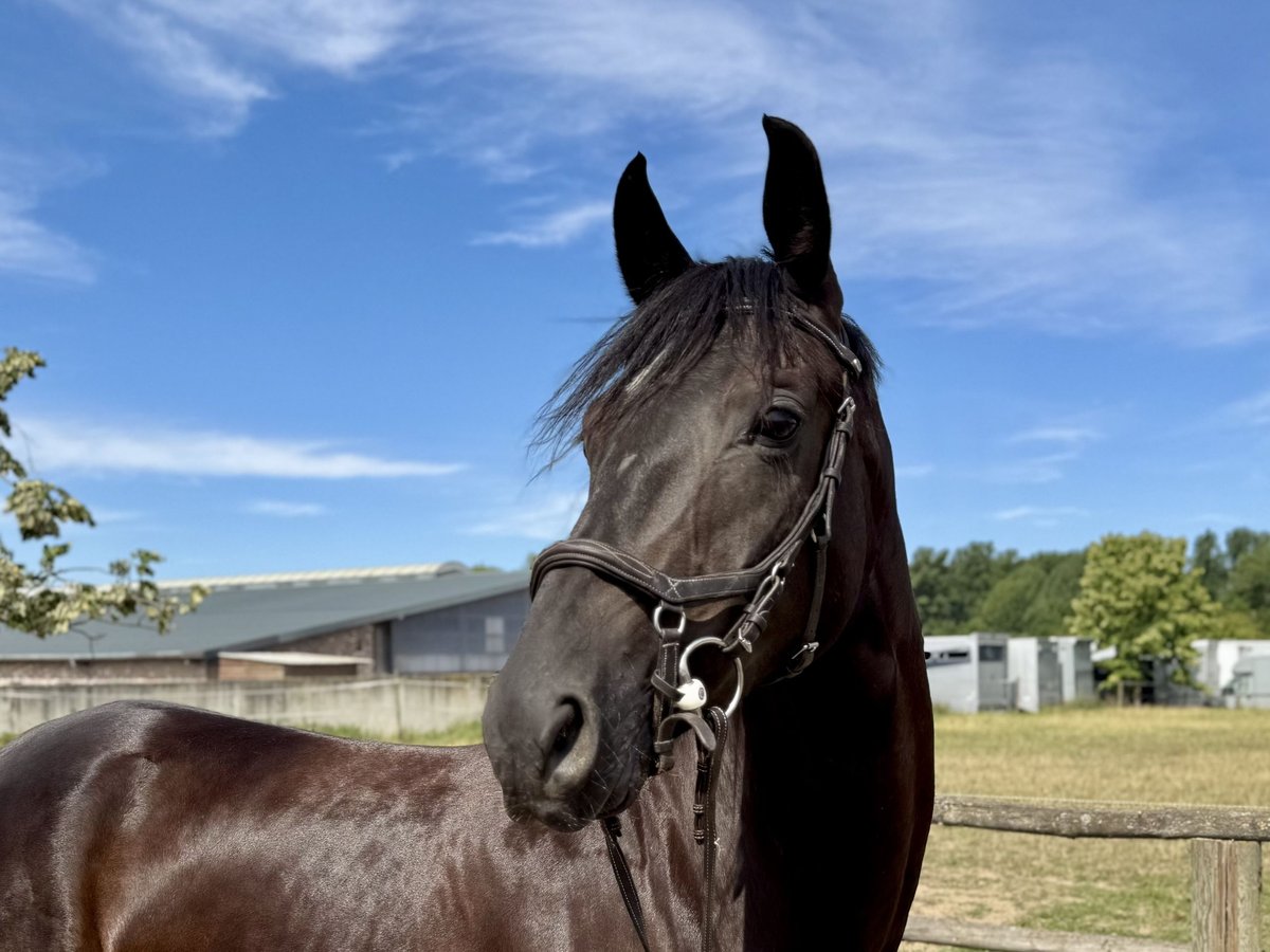 Hanoverian Mare 5 years 16,3 hh Smoky-Black in Grevenbroich