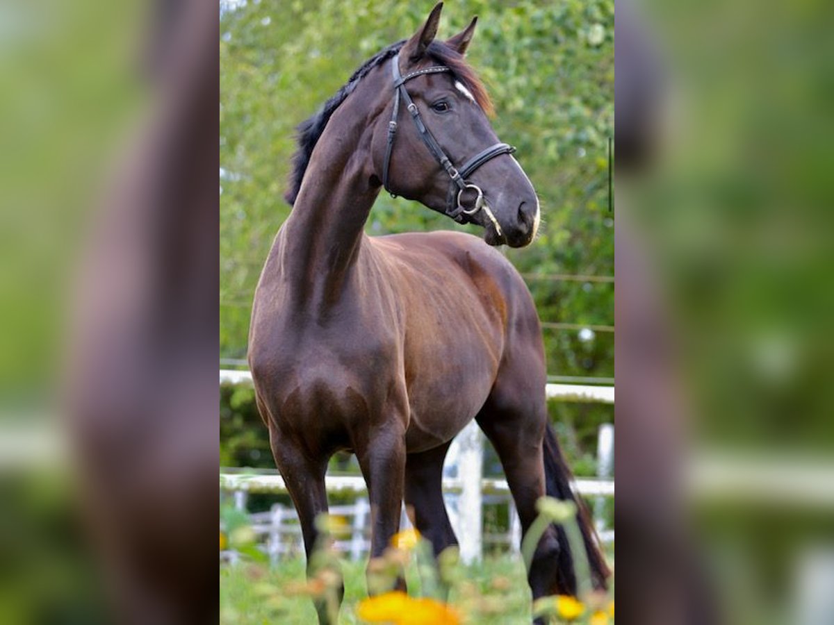 Hanoverian Mare 5 years 17,1 hh Black in Tangstedt