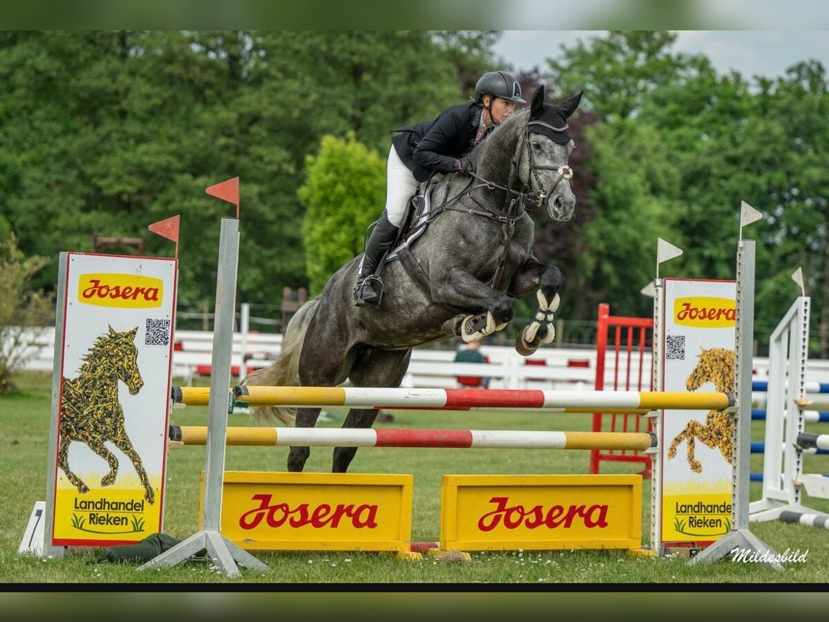 Hanoverian Mare 5 years 17,1 hh Gray in Esens