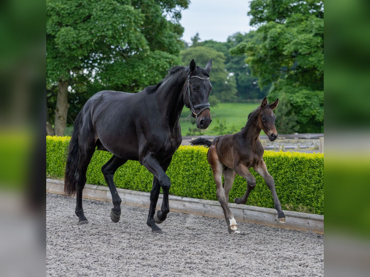 Hanoverian Mare 5 years 17 hh Bay-Dark in Thirsk