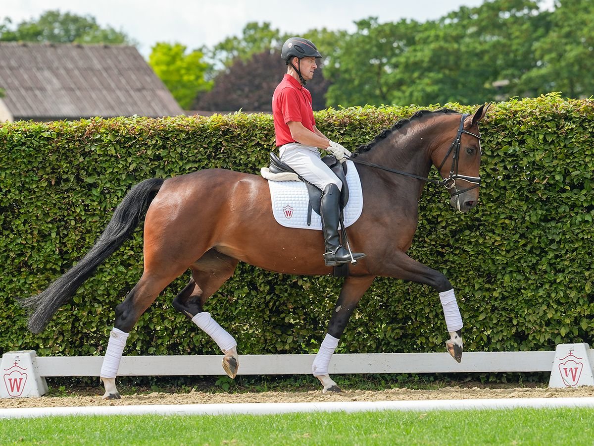 Hanoverian Mare 5 years 17 hh Bay-Dark in Münster