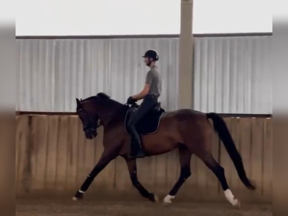 Hanoverian Mare 5 years 17 hh Bay in Tass