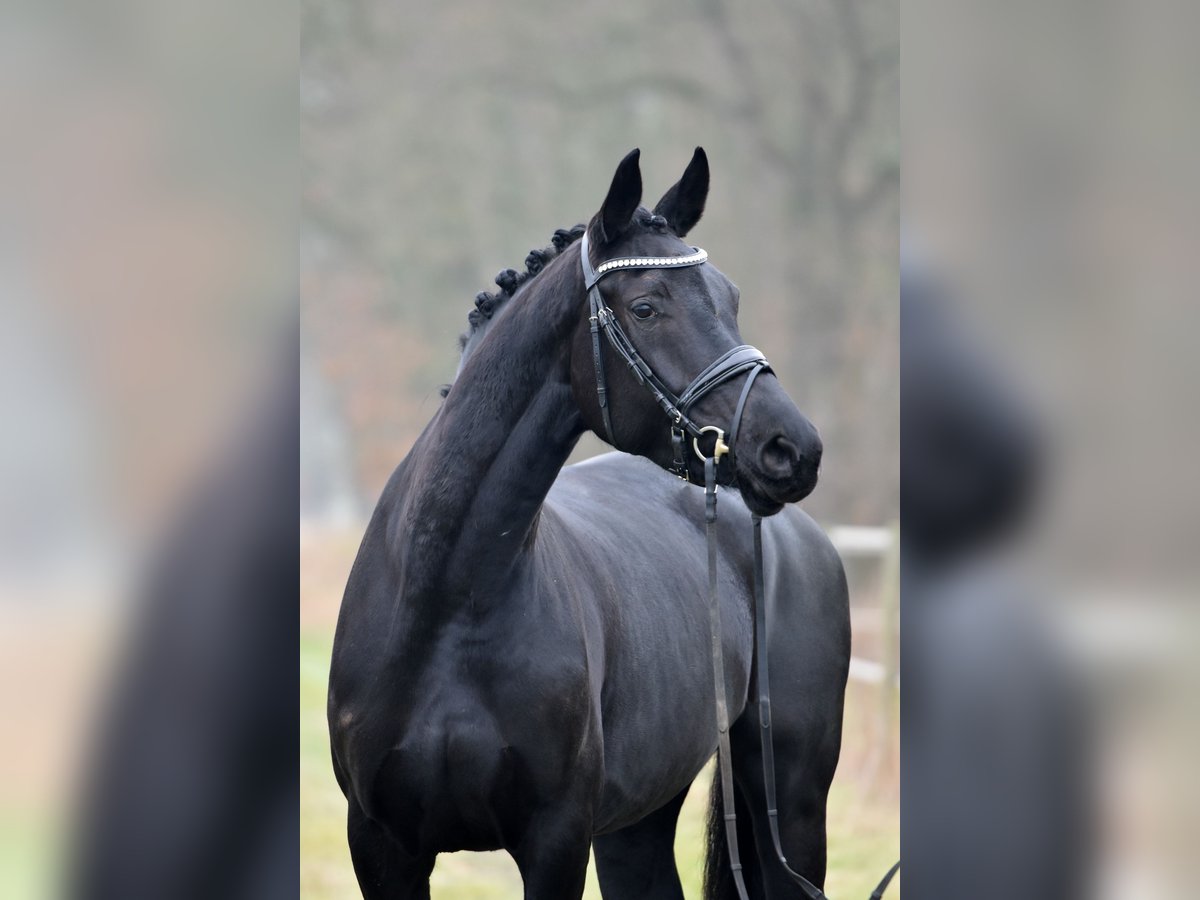 Hanoverian Mare 5 years 17 hh Black in Klötze