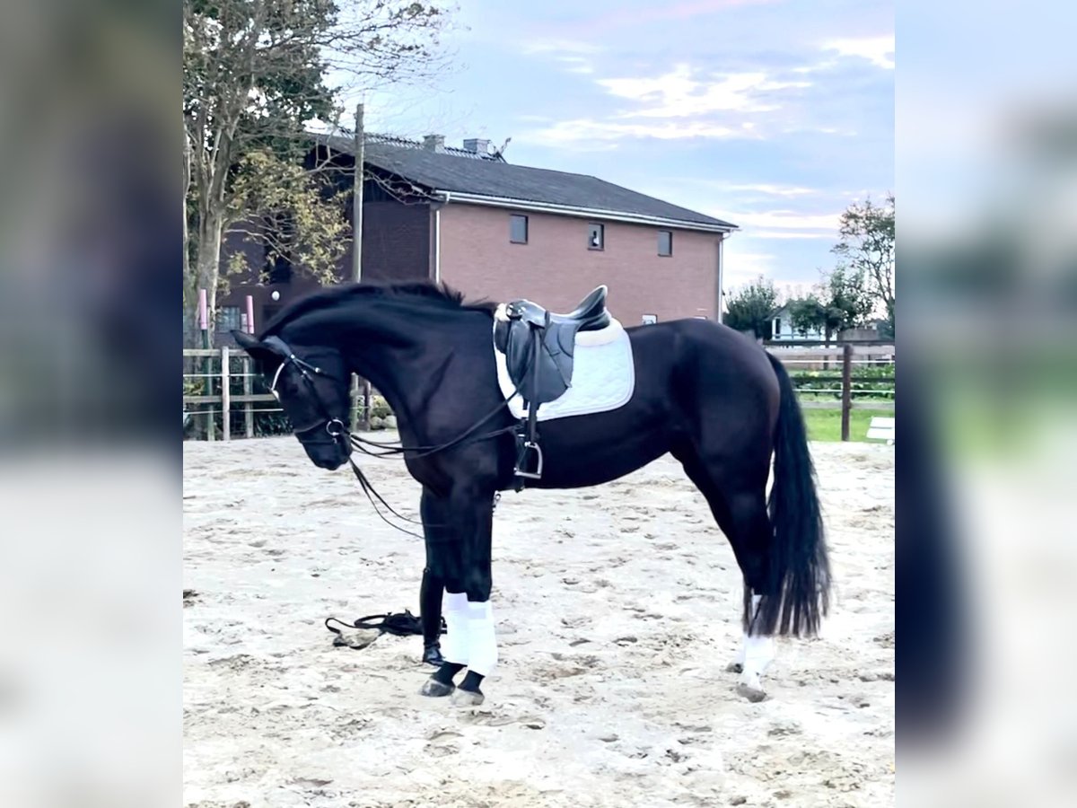 Hanoverian Mare 5 years 17 hh Black in Schwarme