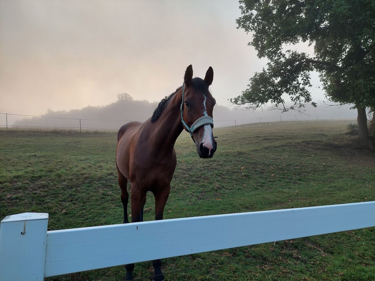 Hanoverian Mare 5 years 17 hh Brown in Müden (Aller)