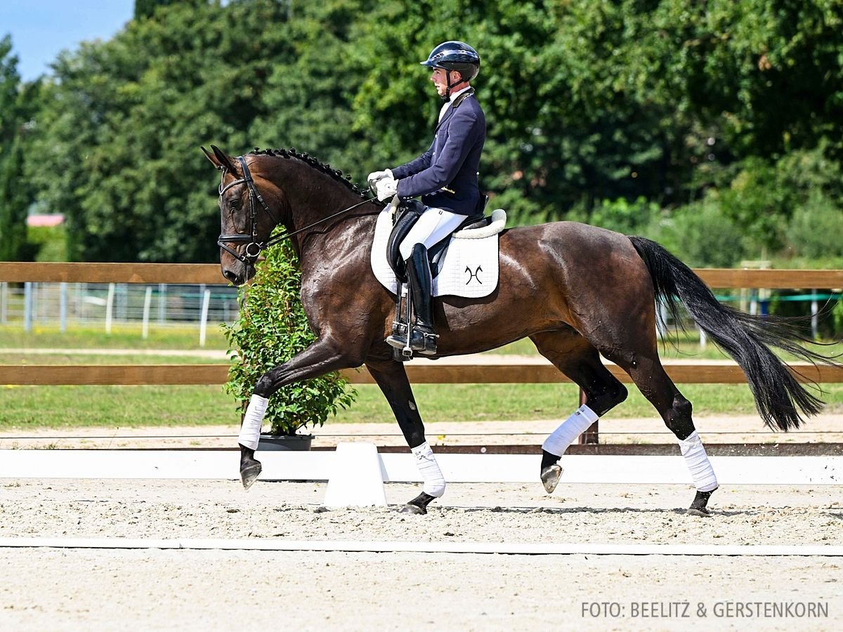 Hanoverian Mare 5 years 17 hh Brown in Verden