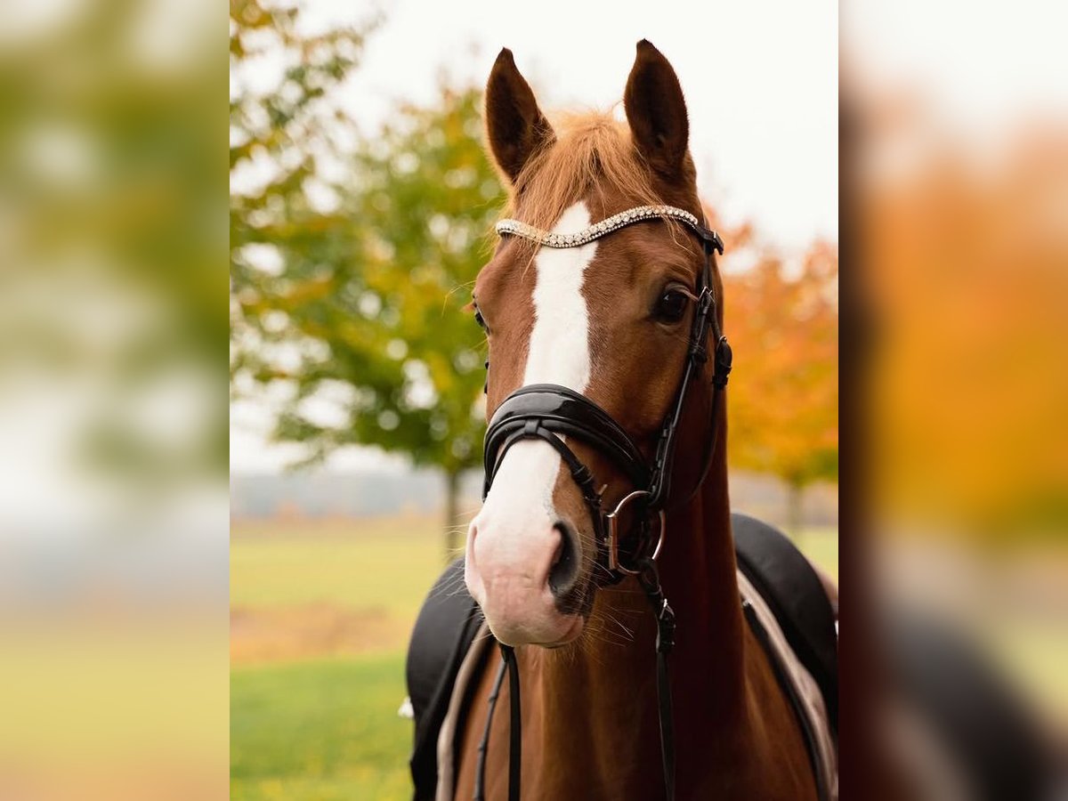 Hanoverian Mare 5 years 17 hh Chestnut in Florida