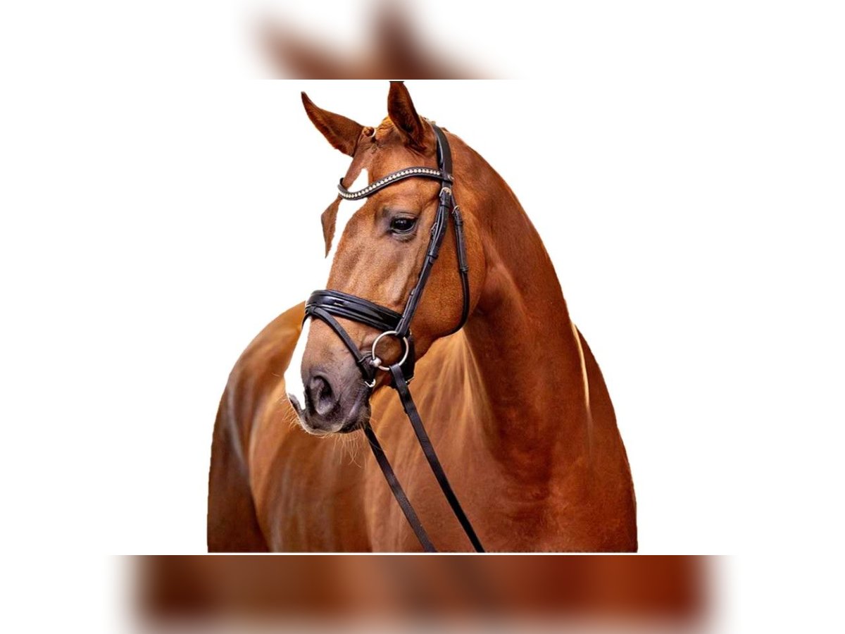 Hanoverian Mare 5 years 17 hh Chestnut-Red in Granollers