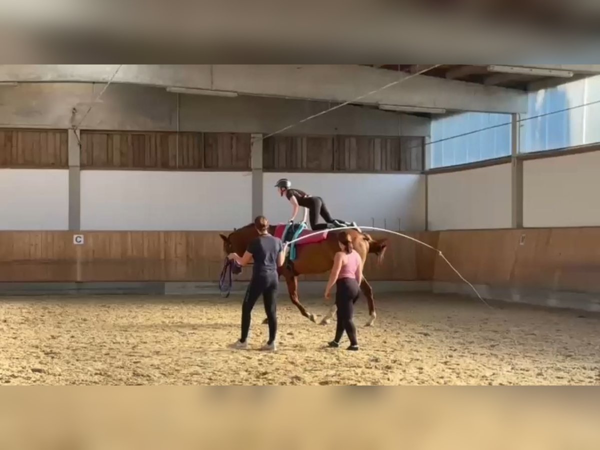 Hanoverian Mare 5 years 17 hh Chestnut-Red in Rottenburg an der Laaber