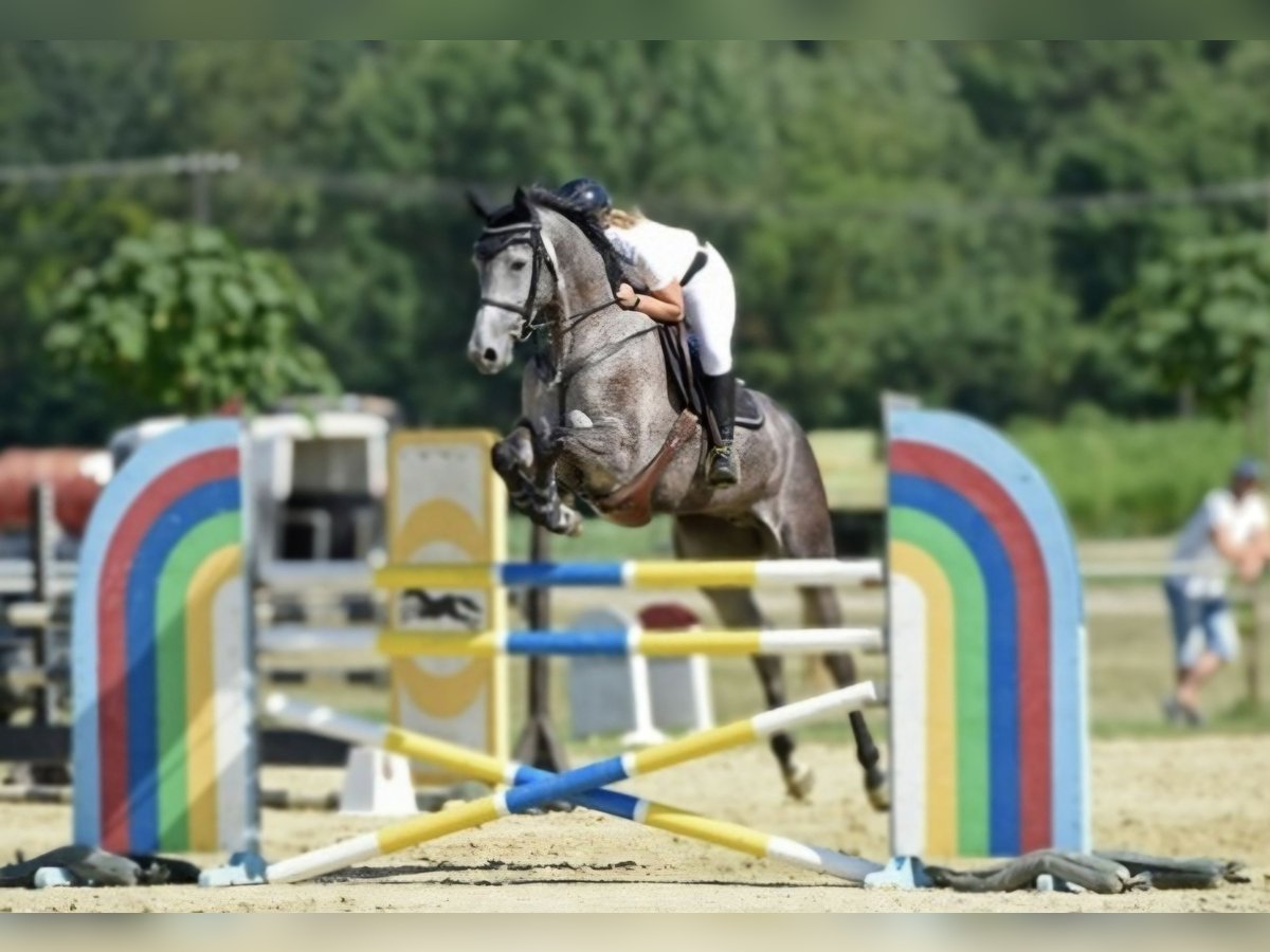 Hanoverian Mare 5 years 17 hh Gray in Schattendorf