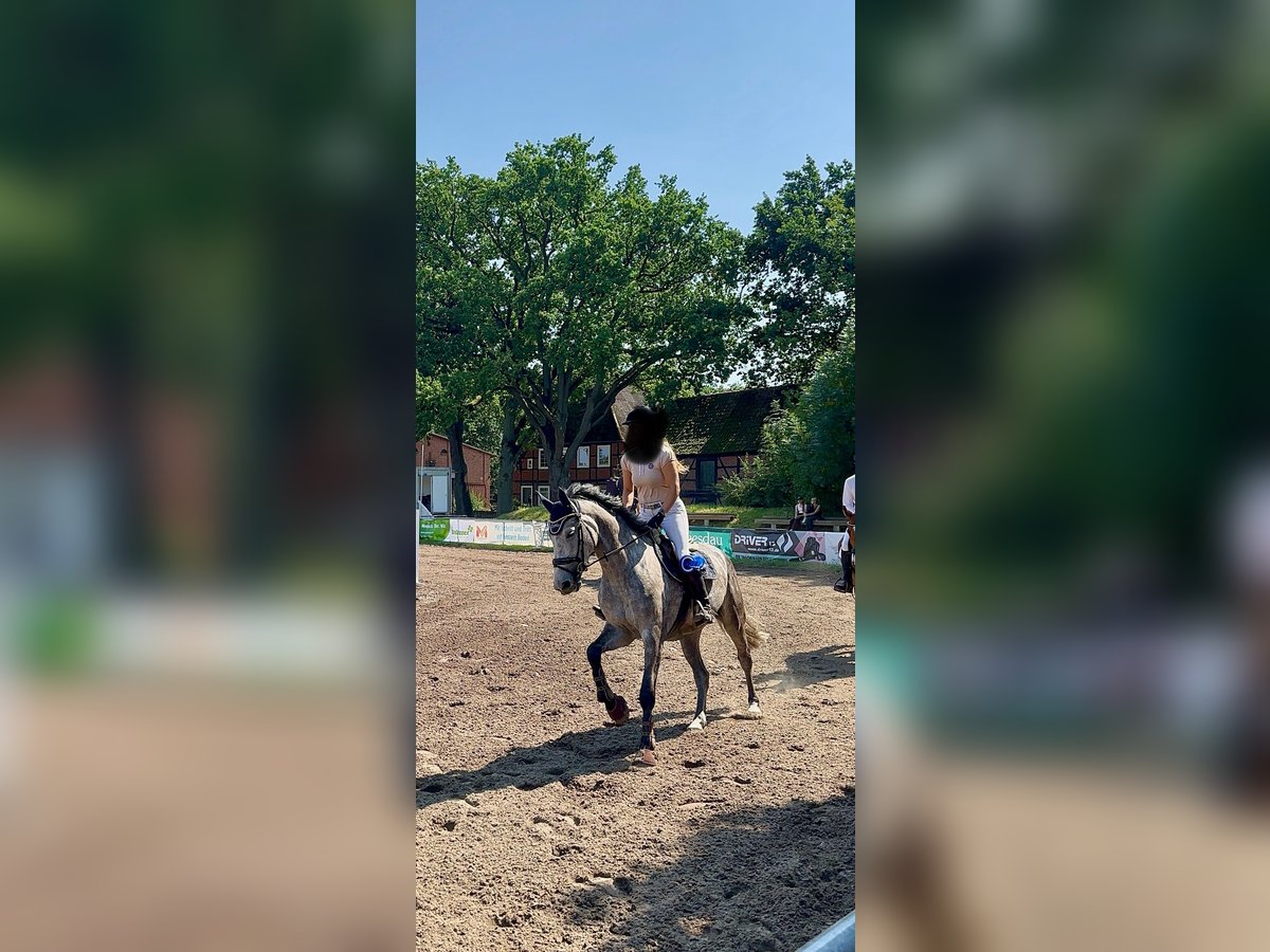 Hanoverian Mare 5 years 17 hh Grey in Winsen (Luhe)