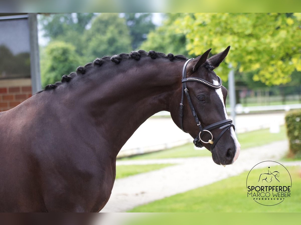 Hanoverian Mare 5 years Black in Bakum