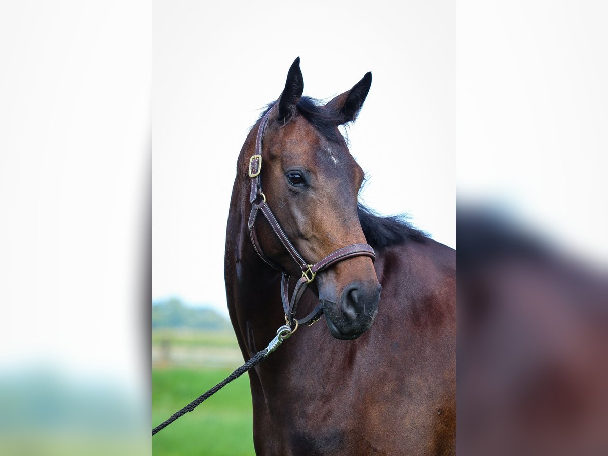 Hanoverian Mare 5 years Brown in Salzkotten