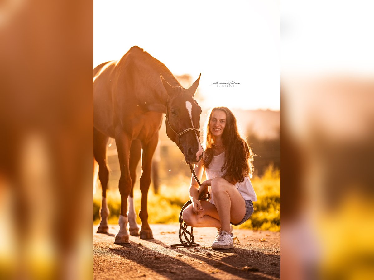 Hanoverian Mare 5 years in Aachen