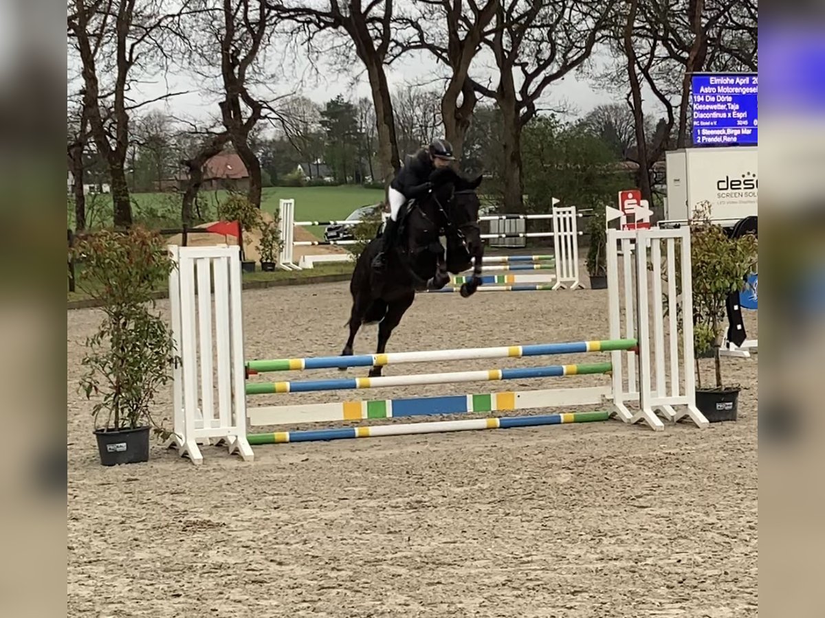 Hanoverian Mare 5 years Smoky-Black in Nesse