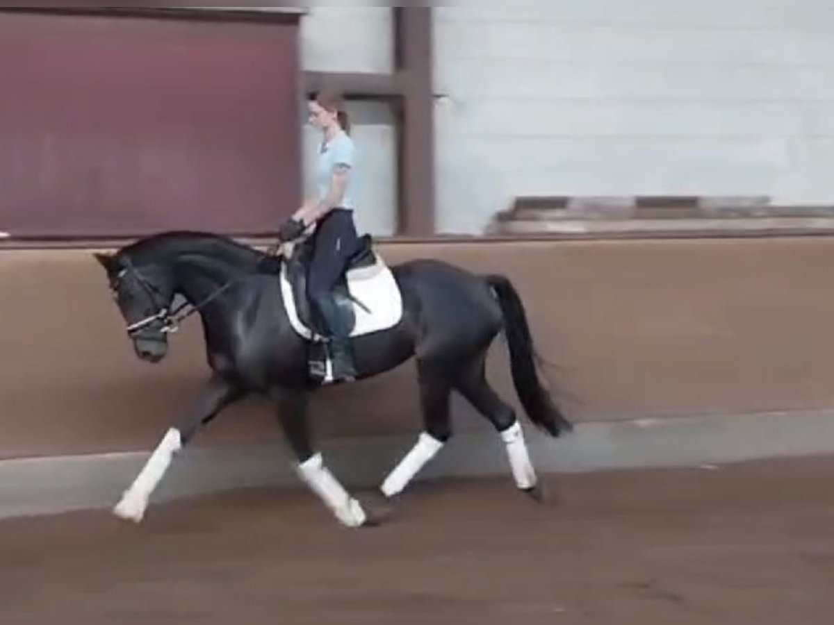 Hanoverian Mare 6 years 15,2 hh Black in Hamm