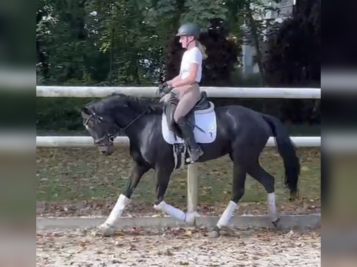 Hanoverian Mare 6 years 15,2 hh Black in Hamm