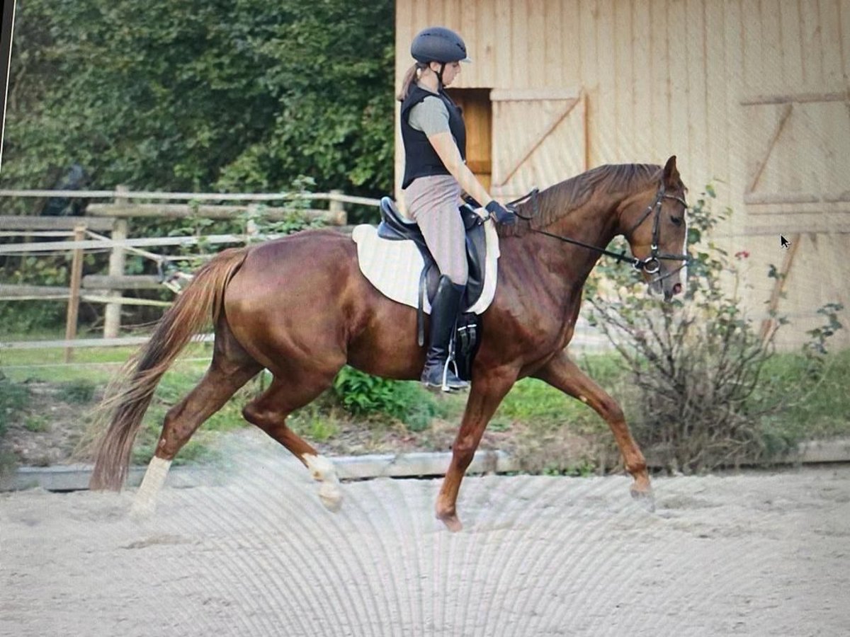 Hanoverian Mare 6 years 15,2 hh Chestnut-Red in Schiltberg