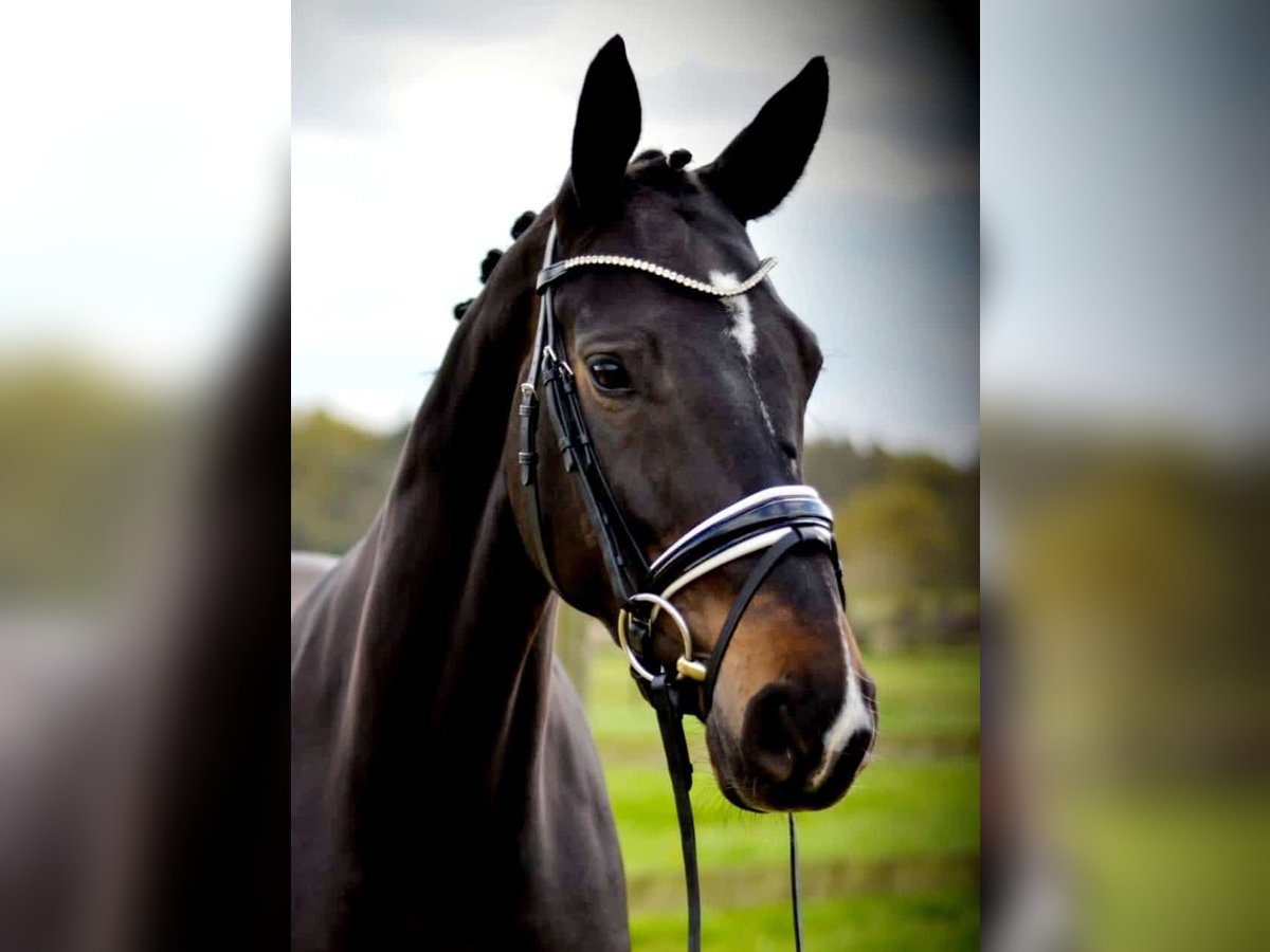 Hanoverian Mare 6 years 16,1 hh Bay-Dark in Niederkrüchten