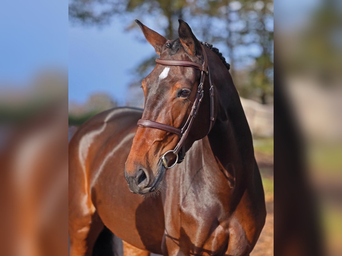 Hanoverian Mare 6 years 16,1 hh Bay-Dark in Diepholz