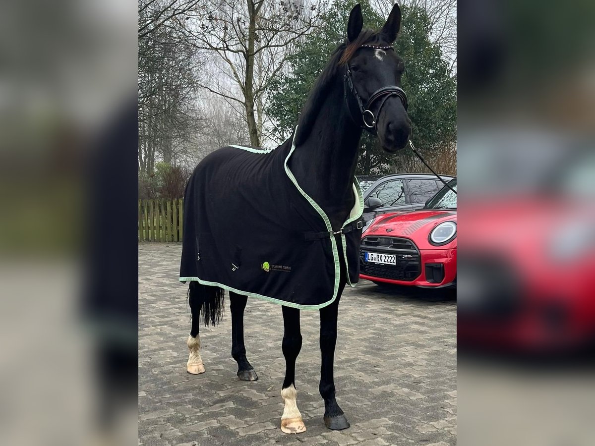 Hanoverian Mare 6 years 16,1 hh Black in Bleckede