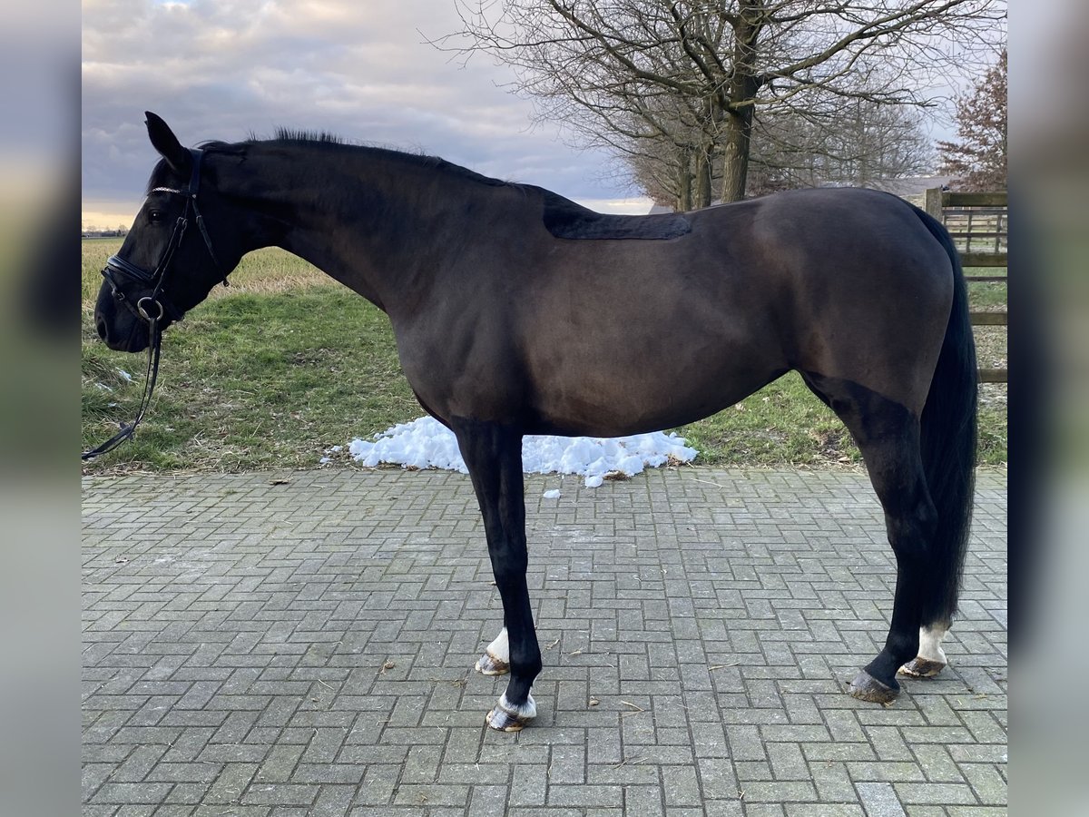 Hanoverian Mare 6 years 16,1 hh Black in Vechta