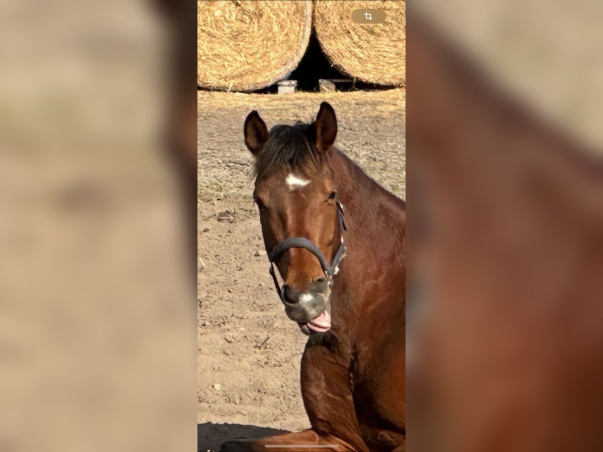 Hanoverian Mare 6 years 16,1 hh Brown in Langwedel Hanoverian Mare 6 years 16,1 hh Brown in Langwedel
