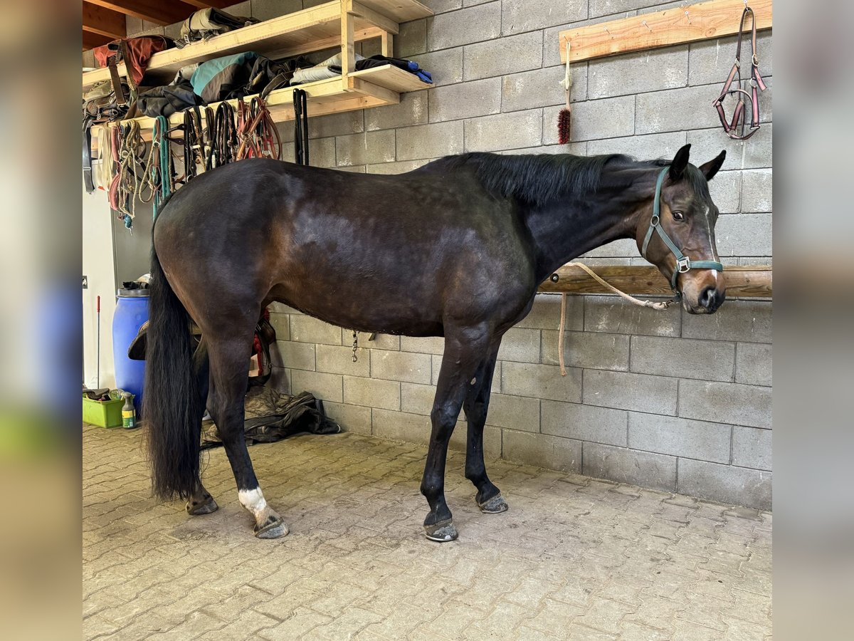Hanoverian Mare 6 years 16,1 hh Brown in Daleiden