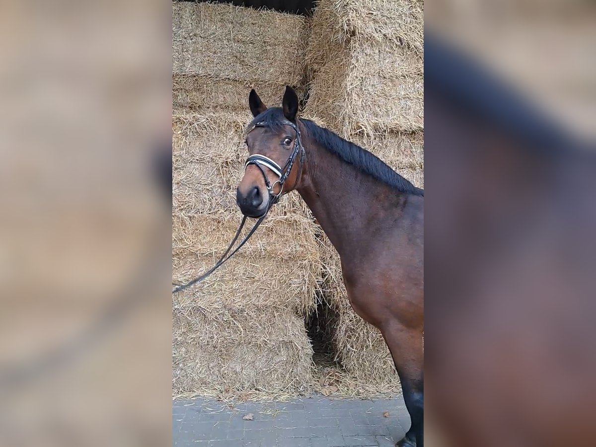 Hanoverian Mare 6 years 16,1 hh Brown in Geestland