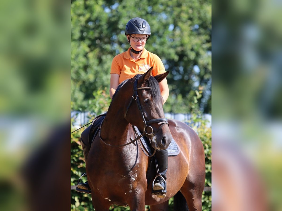 Hanoverian Mare 6 years 16,1 hh Brown in Dannenberg (Elbe)