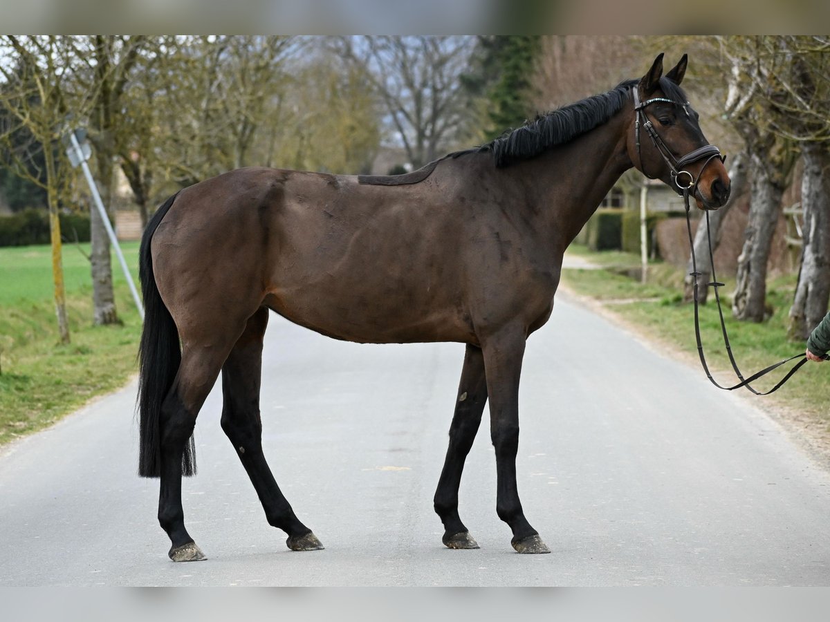 Hanoverian Mare 6 years 16,1 hh Brown in Springe