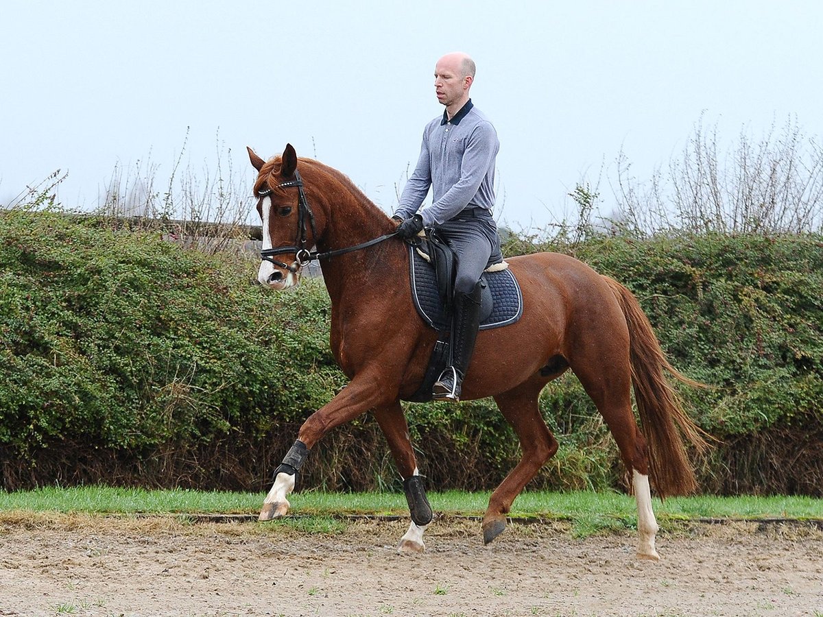 Hanoverian Mare 6 years 16,1 hh Chestnut in Isernhagen