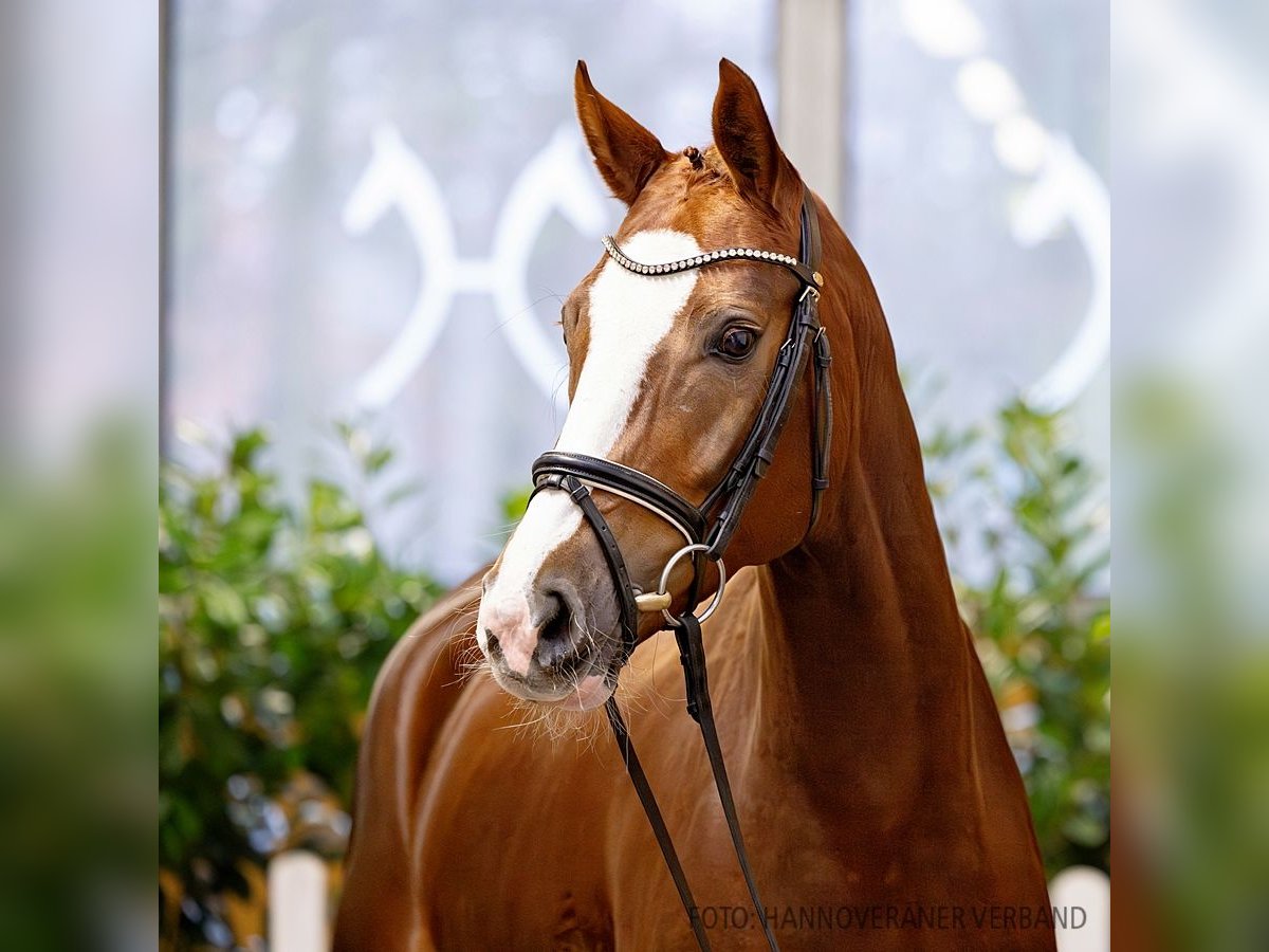 Hanoverian Mare 6 years 16,1 hh Chestnut in Verden