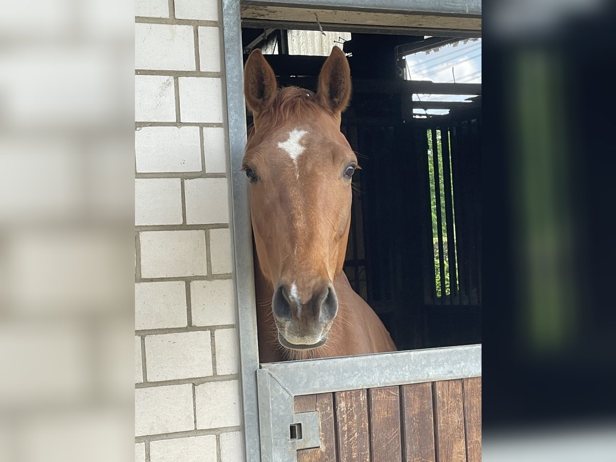 Hanoverian Mare 6 years 16,1 hh Chestnut-Red in Stade