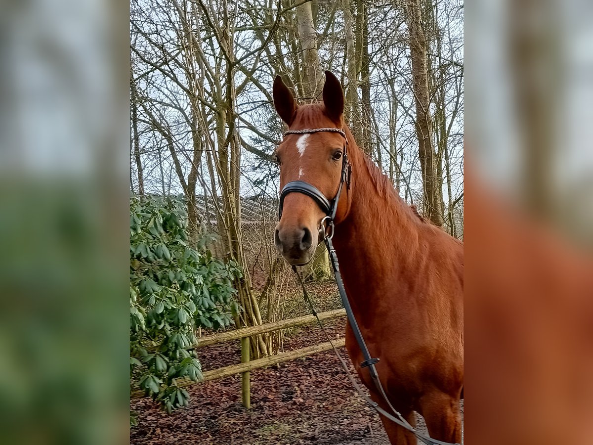 Hanoverian Mare 6 years 16,1 hh Chestnut-Red in Belum