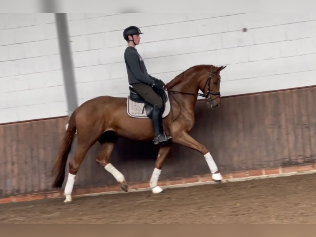 Hanoverian Mare 6 years 16,1 hh Chestnut-Red in Lohne (Oldenburg)