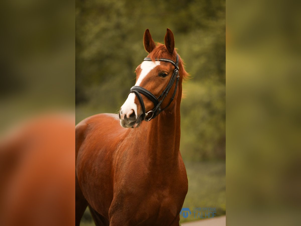 Hanoverian Mare 6 years 16,1 hh Chestnut-Red in Korntal-Münchingen