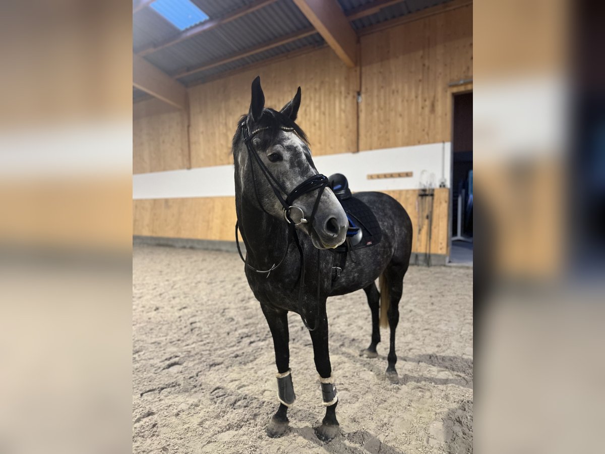 Hanoverian Mare 6 years 16,1 hh Gray in Nordleda