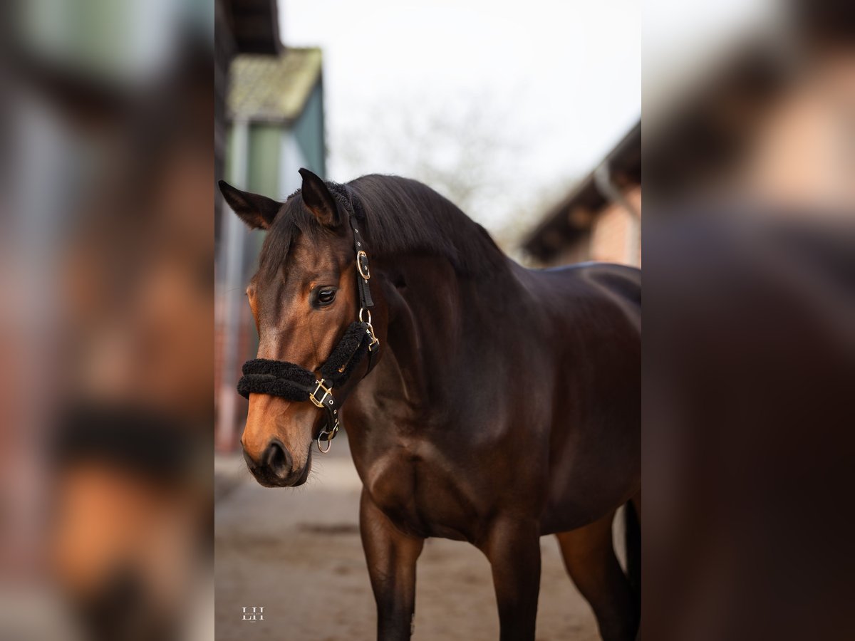 Hanoverian Mare 6 years 16,2 hh Bay-Dark in Ratingen