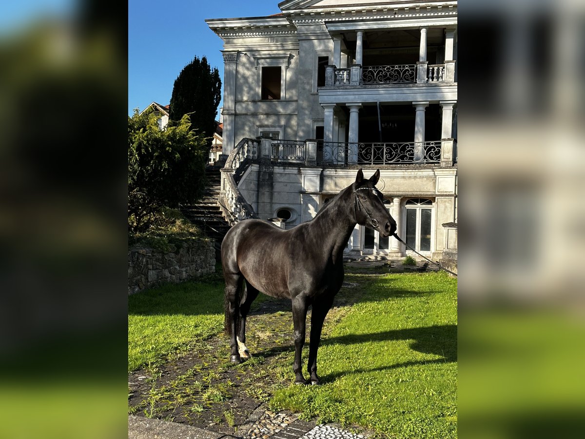 Hanoverian Mare 6 years 16,2 hh Black in Leichlingen