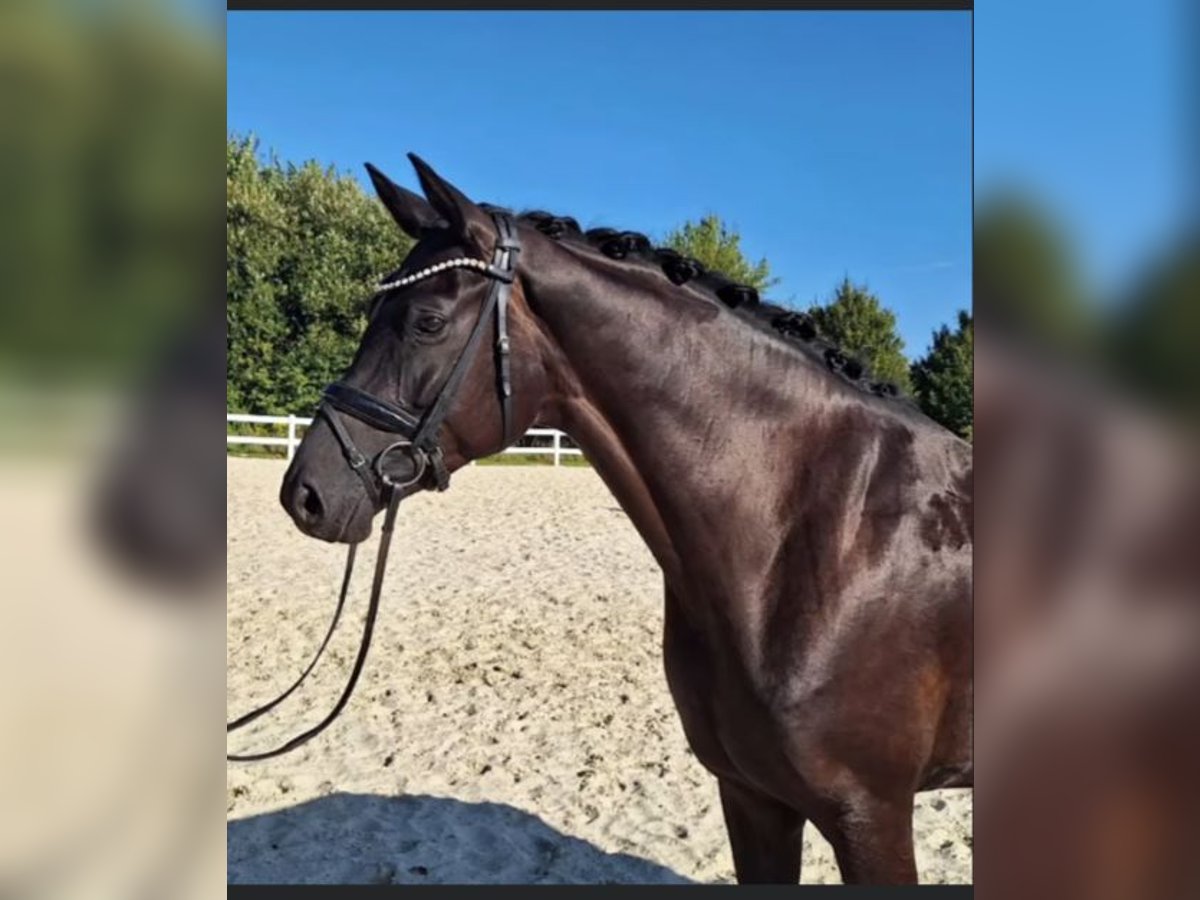 Hanoverian Mare 6 years 16,2 hh Black in Vechta