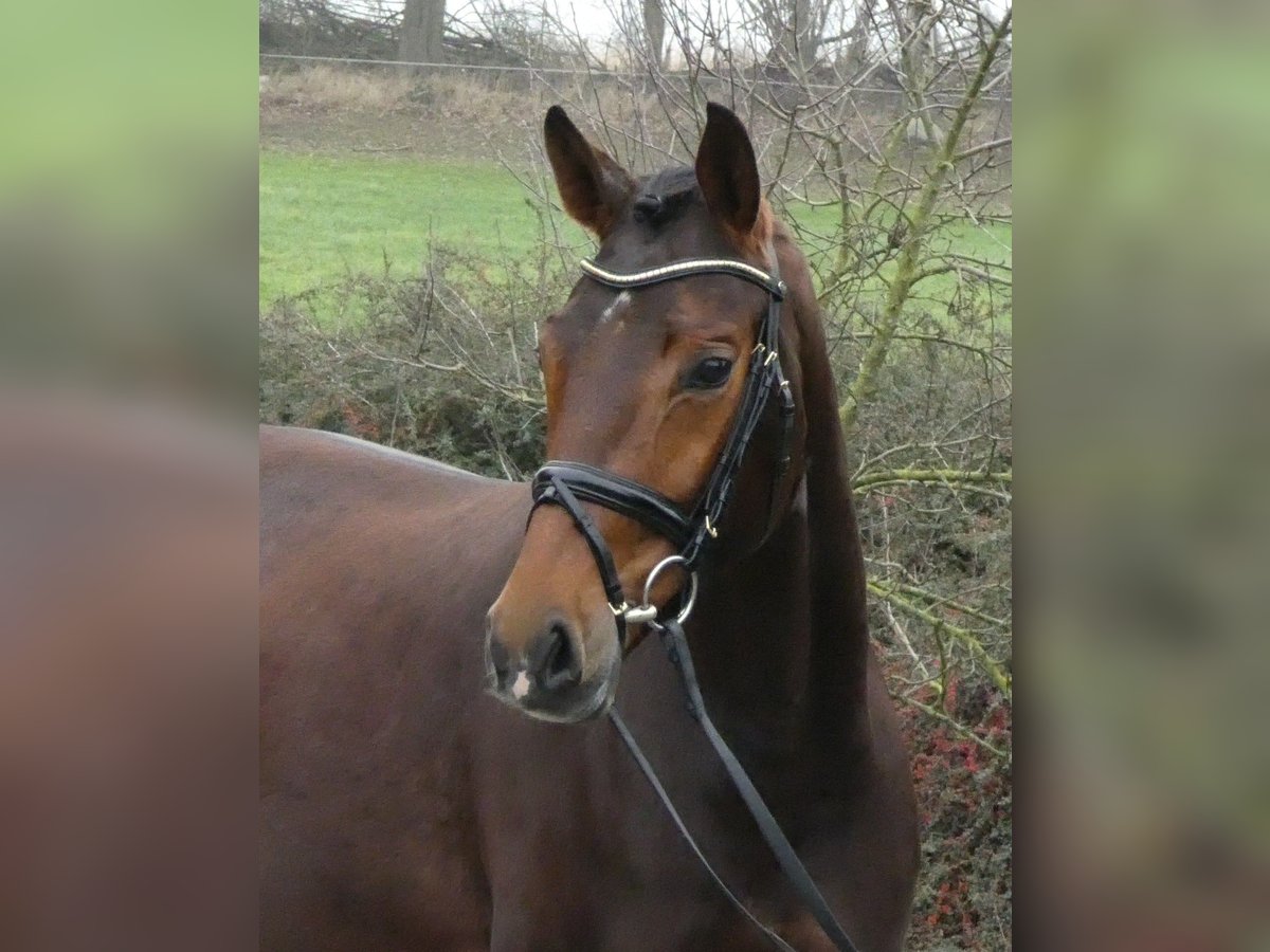 Hanoverian Mare 6 years 16,2 hh Brown in Ostercappeln