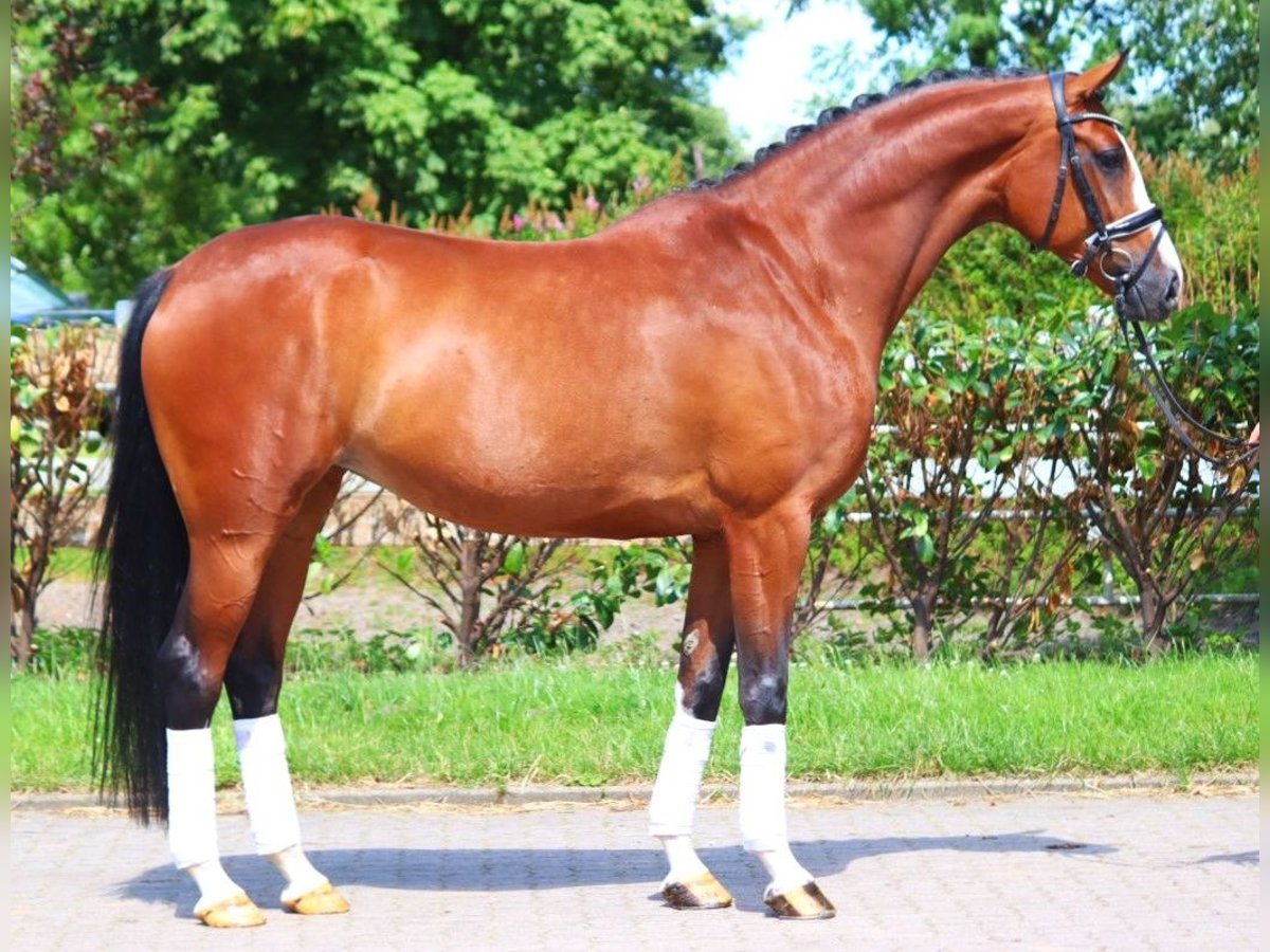 Hanoverian Mare 6 years 16,2 hh Brown in Selsingen