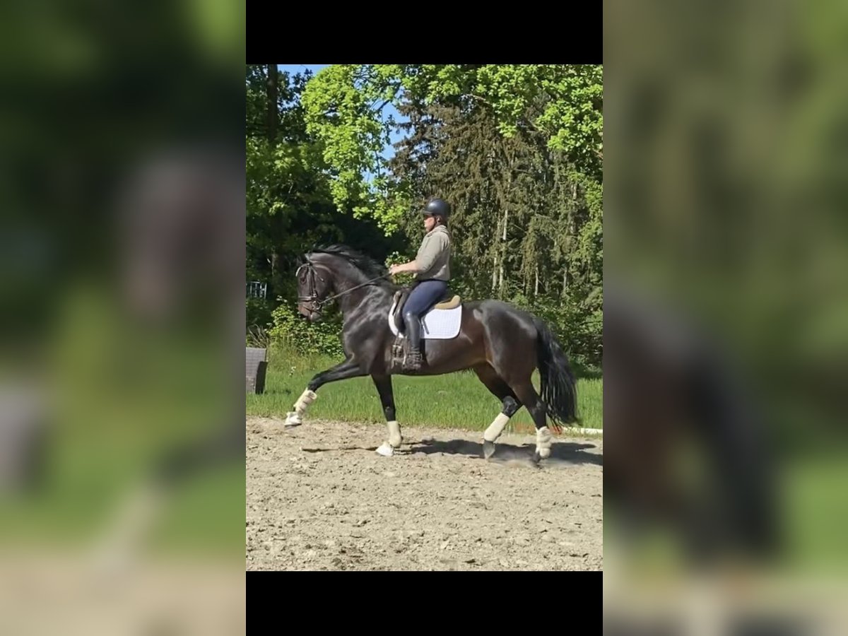 Hanoverian Mare 6 years 16,2 hh Brown in Kutenholz